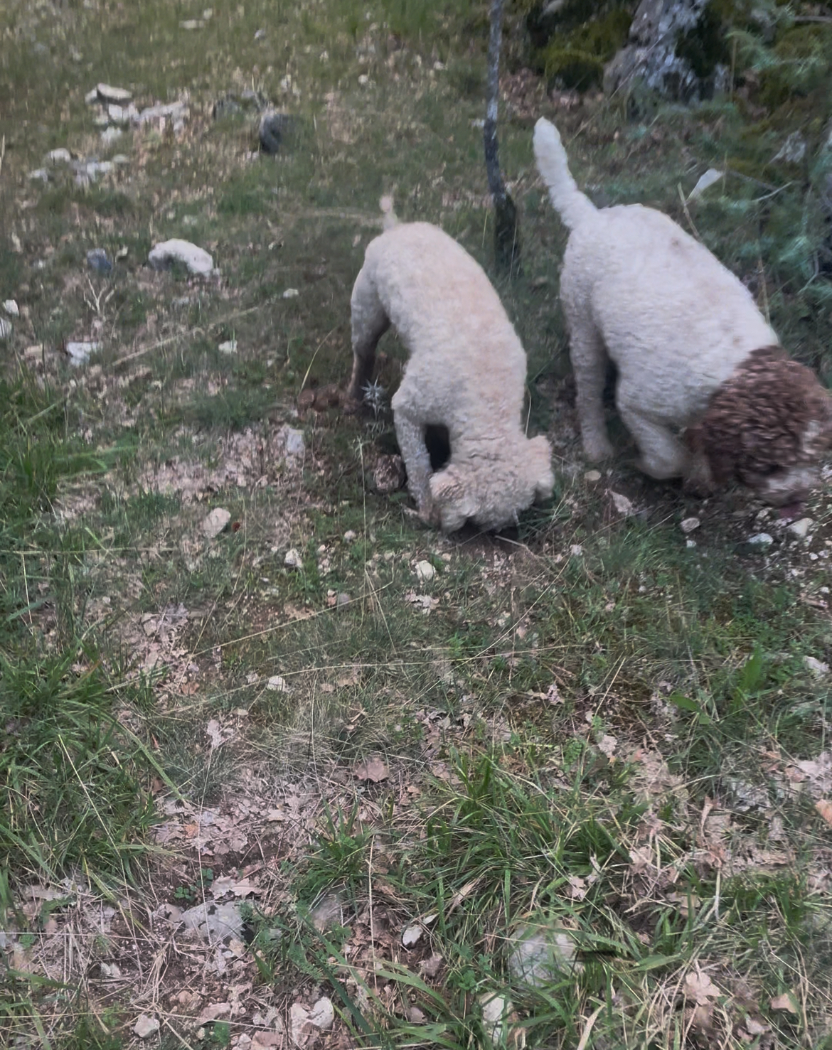 lagotto